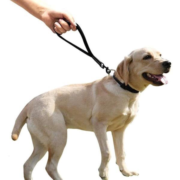 Customized Short Nylon Dog Walking Leash - Image 2